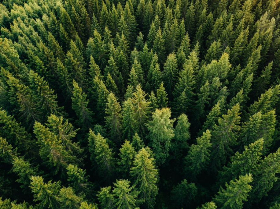 Aerial view of forest